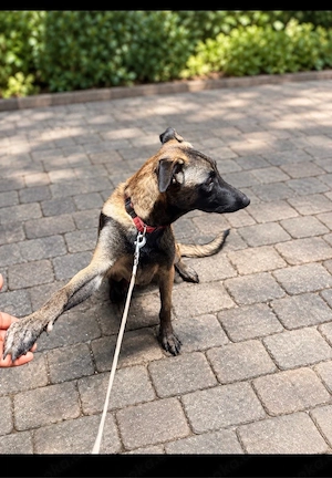 Malinois Mix 
