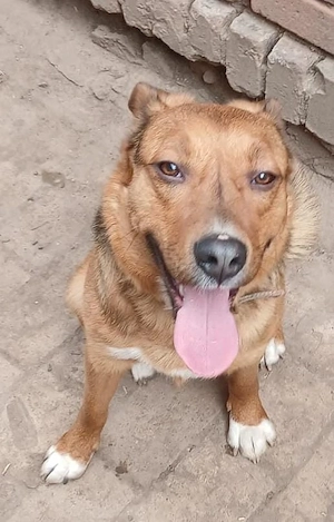 schäferhund  mix ab zu geben