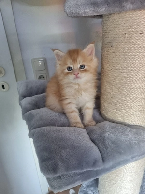 Main coon kitten 
