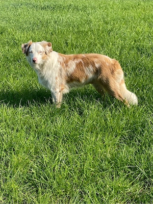 Australian Shepherd Hündin Familienhund