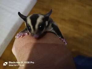 Handzahmer Sugar Glider Nachwuchs