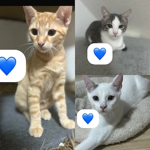 6 süße babykatzen
