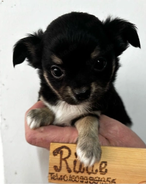 Chihuahua Welpen sofort abzugeben in Langhaar