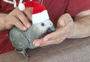 Junger Graupapagei (Hahn, 4 Monate alt) mit allen Papieren abzugeben