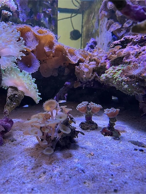 korallen meerwasser aquarium euphyllia 5  pro kopf 