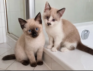 Siam-Mix-Kater suchen nette Familie