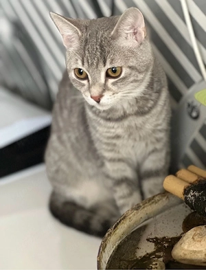 süße liebe katze 