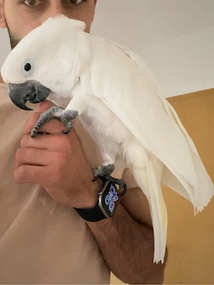 Zahmer Papagei (Weißhaubenkakadu) zu verkaufen 