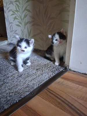 katzenbabys abzugeben