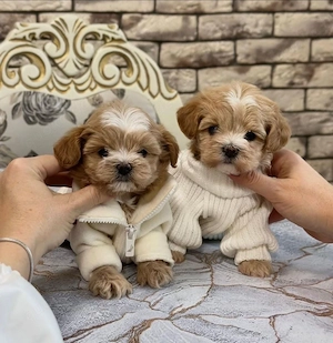 Süße Maltipoo-Welpen suchen ein liebevolles Zuhause!