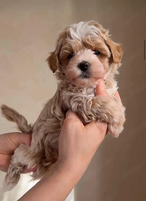 Süße Maltipoo-Welpen suchen ein liebevolles Zuhause