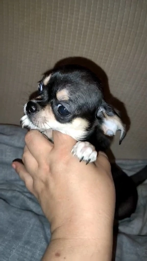 Chihuahua Hunde
