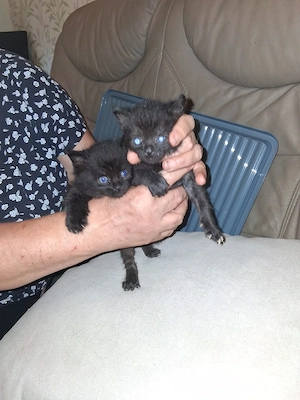 Katzenbabys abzugeben