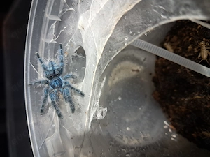Avicularia versicolor 4 FH 