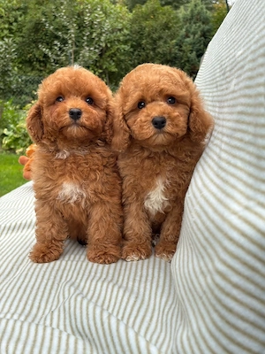 Maltipoo welpen pudel toy x maltreser