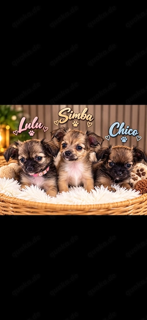 Chihuahua-Welpe