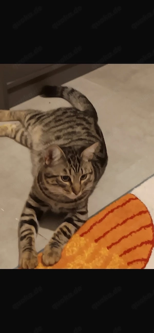 Katze EKH 