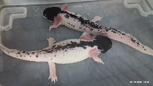 Gebe Zuchtpaar Axolotl ab
