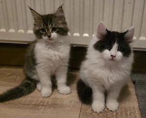 Maine Coon Kitten bald Abgabe bereit 