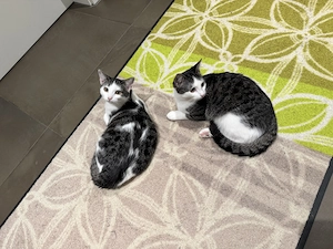 2 süße verschmuste Kitten suchen ein liebevolles Zuhause
