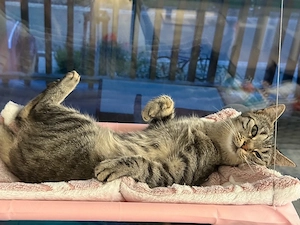 Liebe Katze Lilie sucht ein liebevolles Zuhause     
