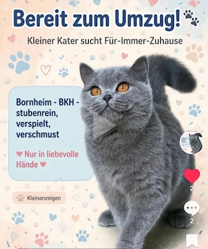 BKH-Kitten reinrassig suchen 4 Monate suchen für immer  zuhause 
