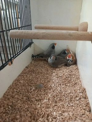 Schwarzwangen und Rotbrust Zebrafinken