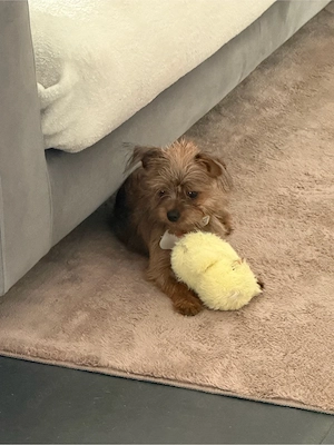 Junger Chihuahua-Shih-Tzu-Mischlingsrüde, knapp 6 Monate alt, sucht ein liebevolles Zuhause
