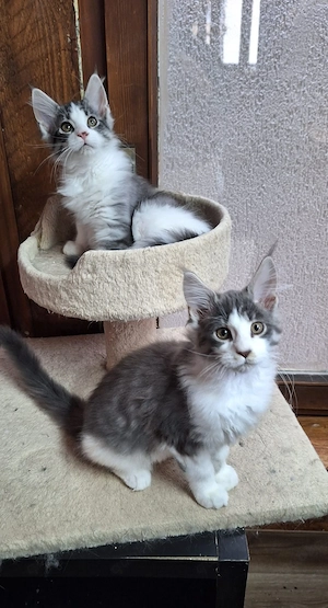 maine coon