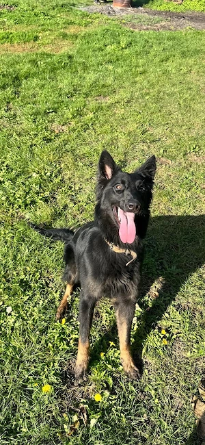 Schäferhund Mix