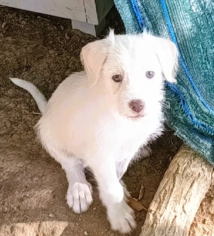 Bowie - Nummer 3 von 17 - süßer Fratz sucht seine Familie auf Lebzeit