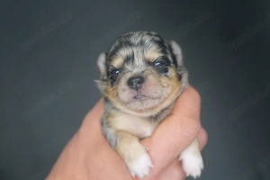 Chihuahua Welpen 