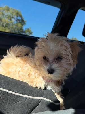 Süßes Maltipoo-Mädchen sucht ein liebevolles Zuhause