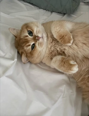 Maine-Coon- und Britisch-Kurzhaar-Kätzchen sowie ausgewachsene Katzen verfügbar.