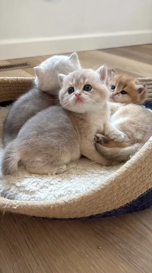 Maine-Coon- und Britisch-Kurzhaar-Kätzchen sowie ausgewachsene Katzen verfügbar.
