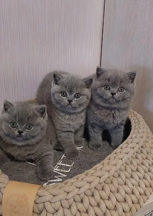 Maine-Coon- und Britisch-Kurzhaar-Kätzchen sowie ausgewachsene Katzen verfügbar.