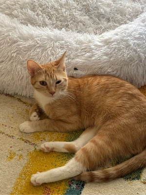 katze zu verkaufen 