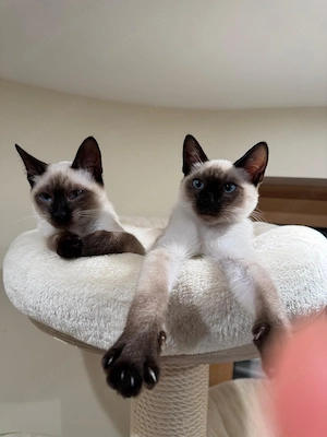 3 verschmuste und verspielte Siam Thai Kitten suchen ein liebevolles Zuhause