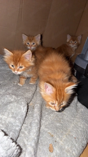 Maine Coon Kitten Rot