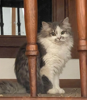 Sibirsche katze