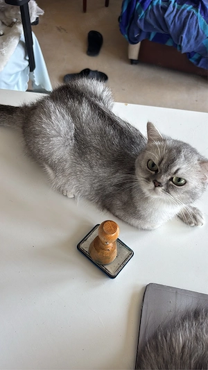Liebevolle und fürsorgliche Katzenmama in edlem Grau-Silber sucht ein fürsorgliches Für-Immer-Zuhaus