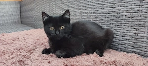 Katzenmädchen