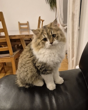 Sibirsche katze