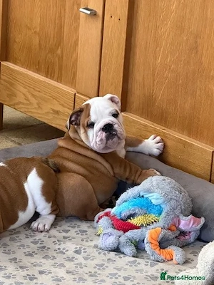 Englische Bulldoggen-Welpen