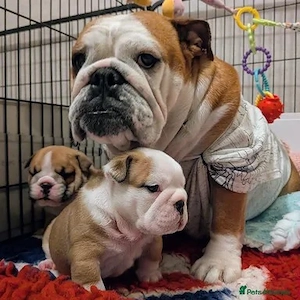 Englische Bulldoggen-Welpen