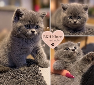 BKH kitten 8 Wochen jung Reinrassig zuckersüss 