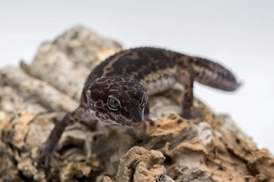 "Bellatrix Lestrange" wunderschönes Leopardgecko Weibchen in -Black Night Nature- 0.1