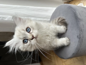 BLH Britisch Langhaar Kitten blaue Augen Kater 