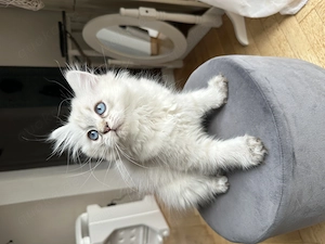 BLH Britisch Langhaar Kater blaue Augen 12 Wochen 
