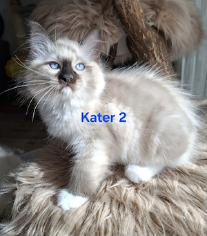 Ragdoll Kitten .Abgabebereit. 